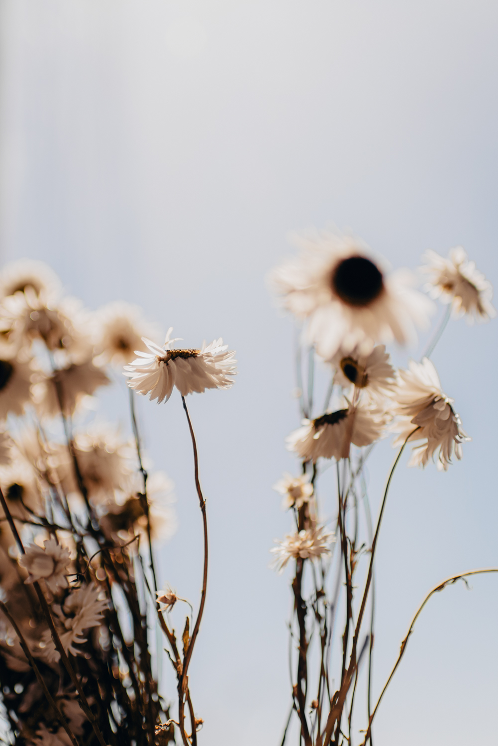 Fresh Blooms » One Another Photography